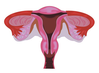 anatomy of the vagina