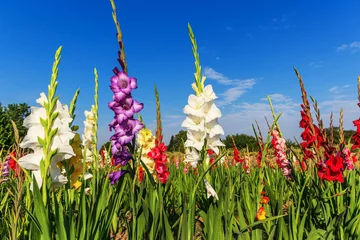 Bunte Gladiolen im Feld und der blaue Himmel © ines39