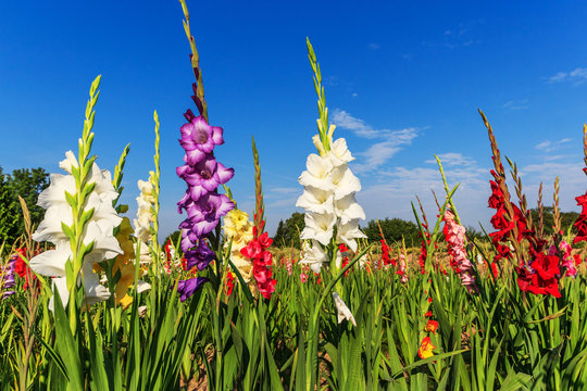 Bunte Gladiolen im Feld und der blaue Himmel