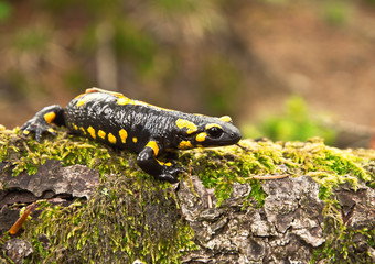 salamander