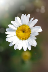 Obraz premium beautiful blooming white daisy