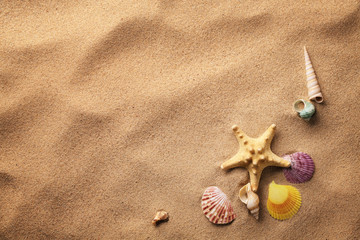 Fototapeta na wymiar muszle na piasku plaży