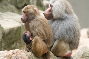 Baboon Family with a female breastfeeding her baby