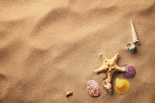 seashells on sand beach