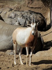 antilope