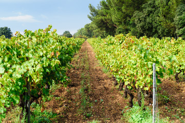 Fototapeta na wymiar provecale vineyards