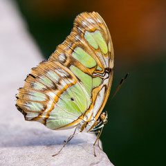 Siproeta Stelenes Butterfly