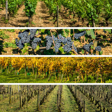 les quatre saisons de la vigne