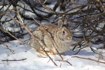 Rabbit in winter