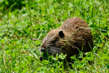 Nutria -Myocastor coypus