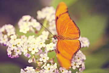 oranger Schmetterling auf Blümchen 2