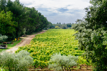 provecale vineyards