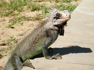 Varan on the wooden pavement