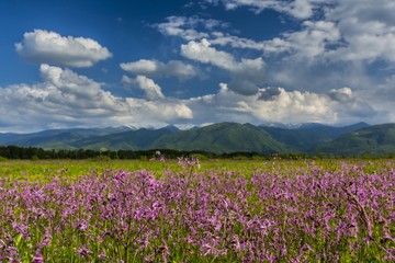 Summer scenery in the Alps and beautiful meadow