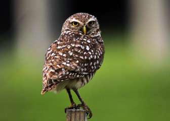 Burrowing Owl
