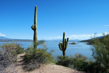 Cactus by the Lake