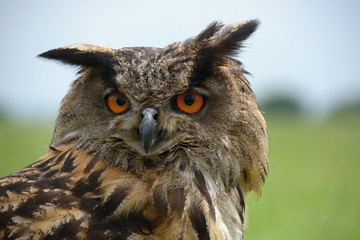 Horned owl Bubo Bubo - face