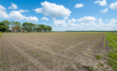 Agricultural landscape in the spring season