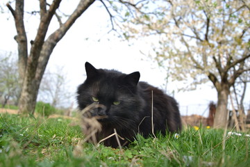 Black Chantilly cat in the garden