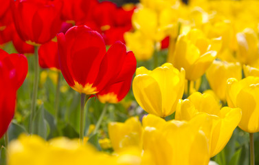 Vibrant Spring Flowers in full bloom in red and yellow