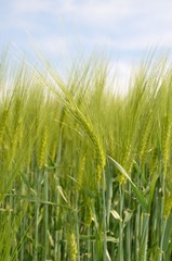 Getreidefeld - Geste m Wind