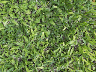 Textura césped, pasto, gramínea, jardín