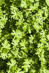 #65358245 - трава