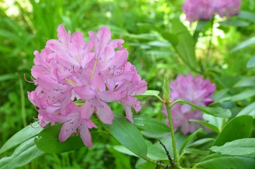 Rosa Rhododendronbl&uuml;ten