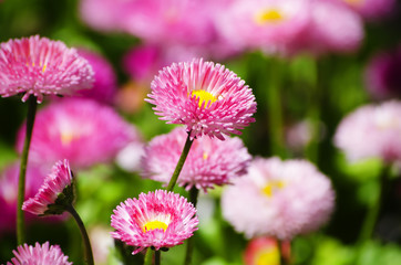 Obraz premium Flower