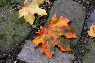 Ahornblatt in Herbstfärbung