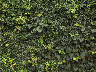 Textura de trepadoras. Hiedra, ficus, enamorada del muro