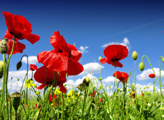 Obraz premium red poppy and wild flowers