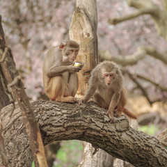 Rhesus macaque in close-up during natural behavior