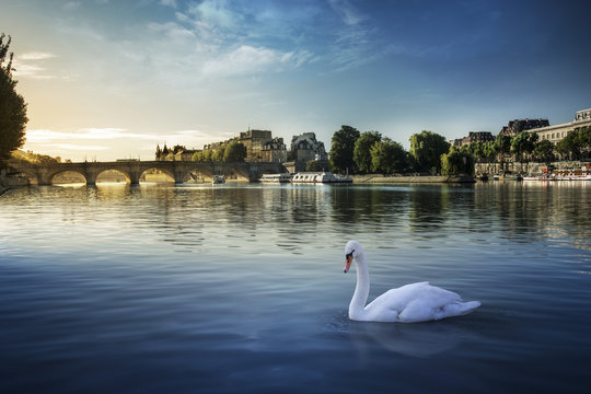 Cygne pr&eacute;s du Pont Neuf &Icirc;le de la Cit&eacute; Paris