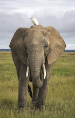 African elephant with cattle egret