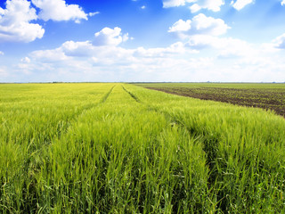 Obraz premium Wheat field against a blue sky