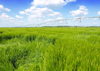 wheat field and irrigation equipment