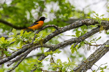 Fototapeta premium Baltimore Oriole