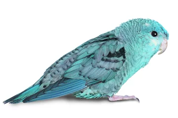 Foto op Canvas Blue lineolated parakeet © Sylvie Bouchard