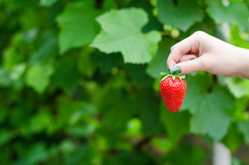 Female hand holding the strawberry