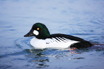 Common Goldeneye (Bucephala clangula) male in Japan