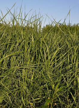 Ungarisches Riesenweizengras (Agropyron, elongatum)