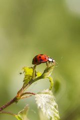 ladybird