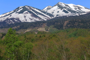 新緑の乗鞍高原