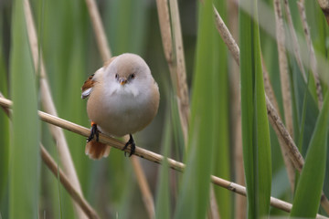 Bearded Tit ( Panurus biarmicus )