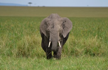 Fototapeta na wymiar Serengeti Elephant