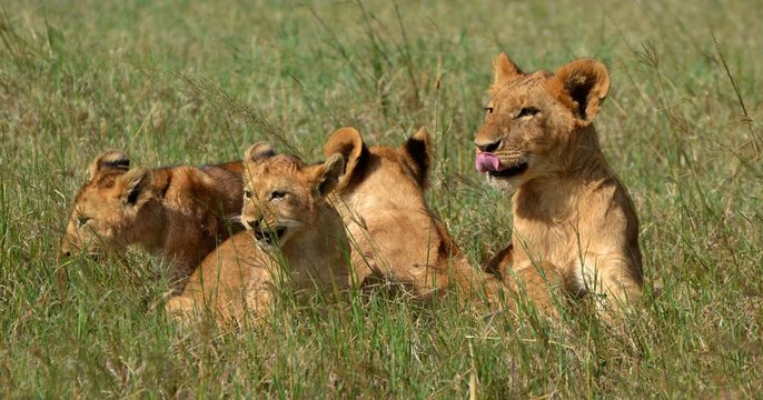 Fototapeta Lion Cubs