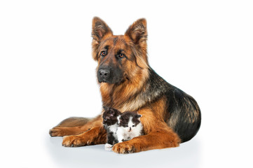German shepherd dog with little kittens