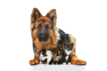 German shepherd dog with three little kittens