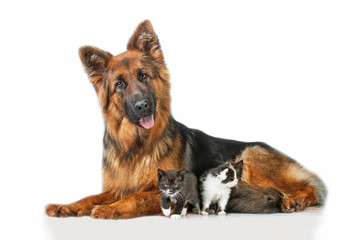 German shepherd dog with little kittens